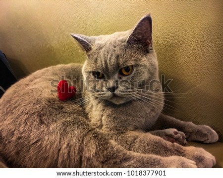 Red heart and gray cat .