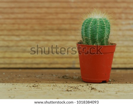 Cactus isolated on wooden background