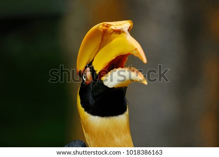 A CLOSE UP OF A TOUCAN IN A PARK IN SINGAPORE