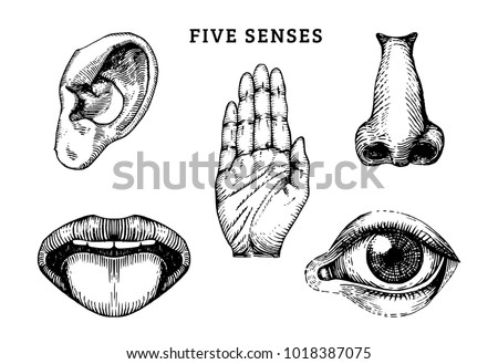 Icons set of five human senses in engraved style. Vector illustration of sensory organs. Royalty-Free Stock Photo #1018387075