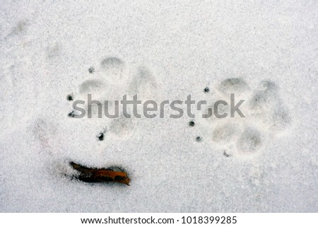 Dog footprints in the snow with wooden stick