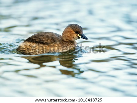 Little Grebe (Tachybaptus ruficollis) also known as Dabchick in the pond, England
