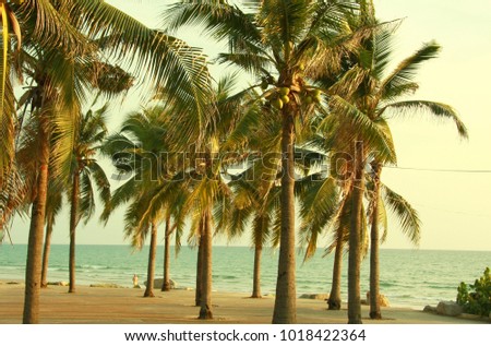 Coconut tree in summer beach.