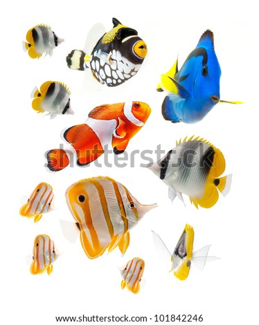 reef fish, marine fish isolated on white background Royalty-Free Stock Photo #101842246