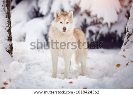 Siberian husky dog in the snow forest.