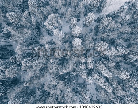 aerial view of winter forest covered in snow and frost. drone photography