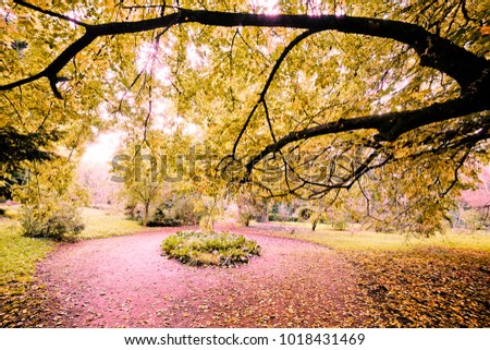Beautiful Autumnal park - Stock image
Autumn, Forest, Sunset, Tree, Woodland