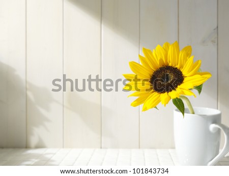 Sunflower in a white cup