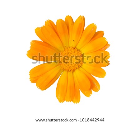 A close up of the flower of medicinal herb marigold (Calendula officinalis). Isolated on white.