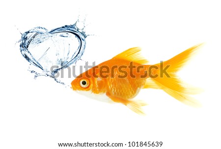 Gold fish. heart made from splash