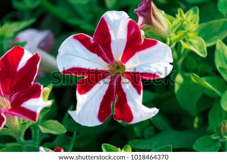 Beautiful petunia hybrida blooming in garden