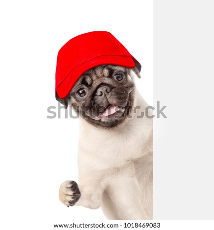 Dog in red cap behind white banner. isolated on white background