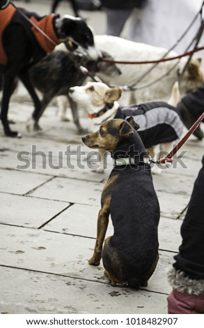 Dog walking in the street, domestic animals