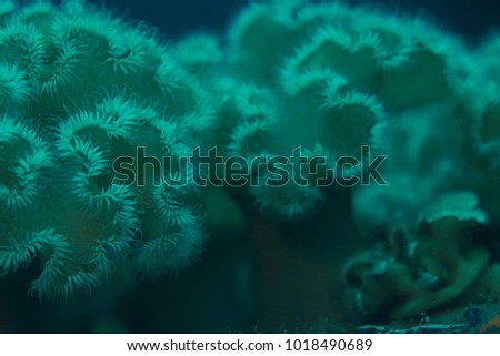 texture of the sea anemone macro tentacles corals