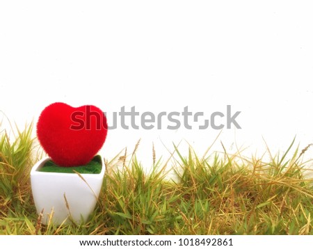 Valentines heart flower pot on the green grass with copy space, White background.
