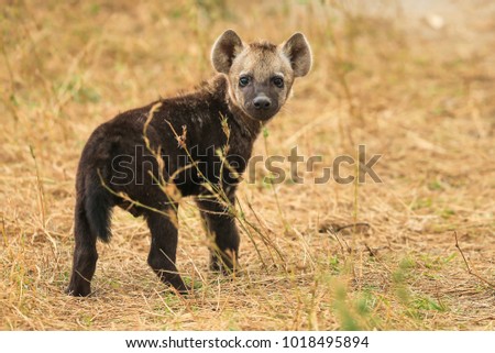 The small cub of hyena in the savannah looks directly into the camera