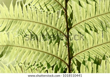 Leaf Background Texture Pattern