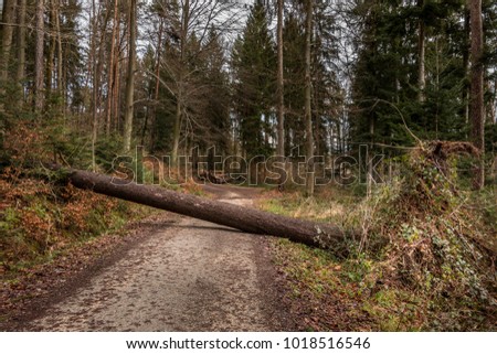 Big tree fallen across the woodland path after a big storm Royalty-Free Stock Photo #1018516546