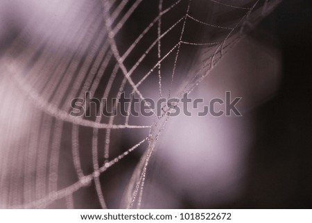 drops on the web in the autumn