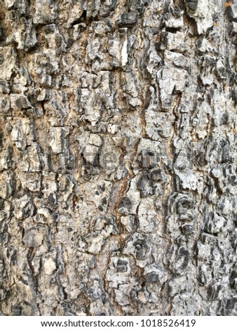 tree texture. skin tree texture.Wood texture or old tree.