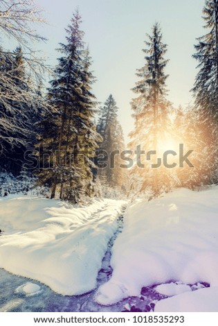 winter landscape in the forest. Pine Trees covered by fresh snow under Sunlight. Majestic Woodland Wonderful Alpine Highlands in Sunny Day