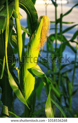 Fresh corn in the garden.It is very delicious.