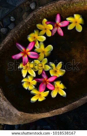 Thai flowers. Thailand Pattaya.