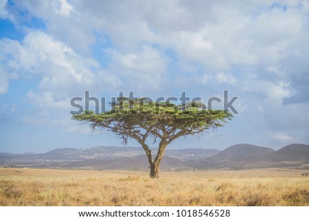 Acacia tree in dry savannah grassland wilderness landscape 