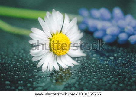  Daisy flower with water drop on reflection background macro photography