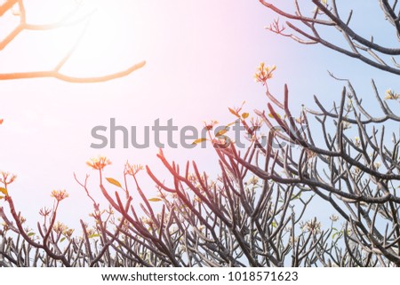 Plumeria, Frangipani or Temple Tree branches  leafless with blue sky abstract background