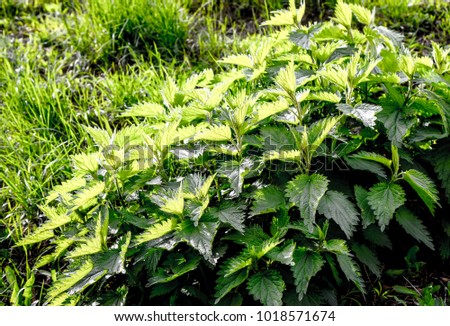 Detailed picture of the fresh and green stinging nettle.