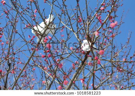 Plum flower and snow on winter in Tokyo, Japan