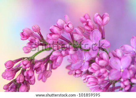 Close-up of lilac on pastel background