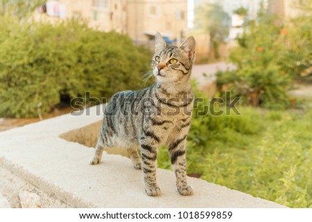 Beautiful portrait of cute animal cat with grass on background. Fluffy and purebred kitty with green eyes sitting outdoor. Sweet domestic little pet view.