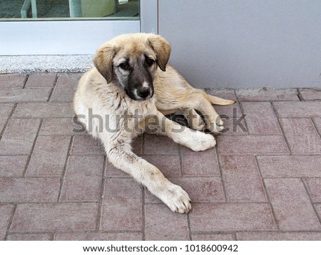 Portrait of puppy pictures, puppy dog lies in the street,