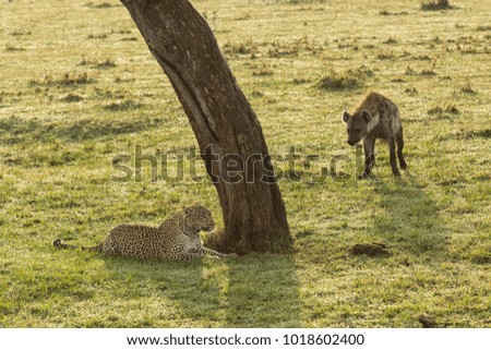 a stand off between a leopard and a hyena under a tree on the grasslands of the Maasai Mara, Kenya