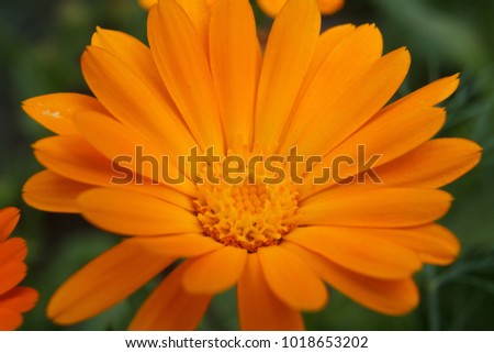 Calendula officinalis orange
