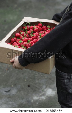 Strawberry red and ripe - a new crop of ripe berries