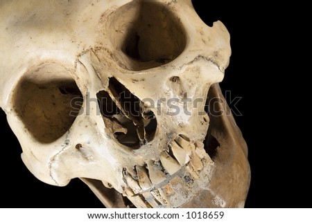 Skull w/Clipping Path (Diagonal Front View)