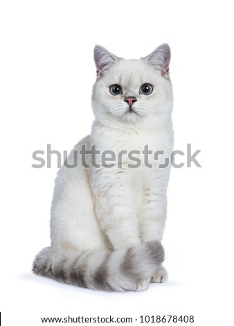 Silver tabby seal point British Shorthair sitting in front of the camera looking at you isolated on white background. Royalty-Free Stock Photo #1018678408