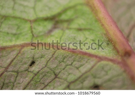 soft focus, Leaf rose structure shoot with macro photography and can see detail