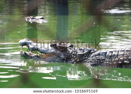 See through a wild huge crocodile in green pool, picture concept of danger or warning and wild animal