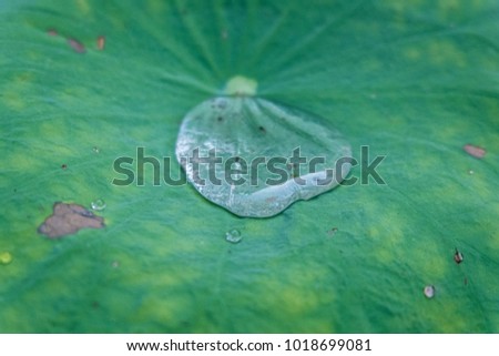 The watery tongue is on the lotus leaf