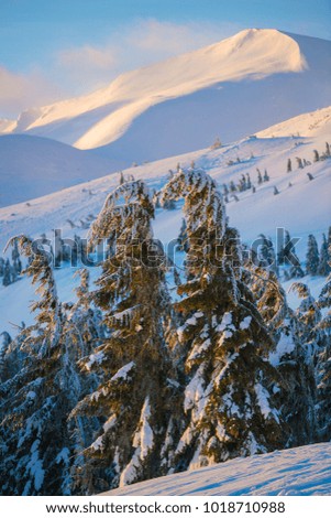 Pictures que spruces, curved under the weight of snow and ice, stand against the backdrop of snow-covered mountain ranges illuminated by the first rays of the sun. Sunrise in the winter mountains.
