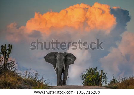 Majestic elephant in musth at sunset, Mweya Peninsula, Queen Elizabeth National Park, Uganda