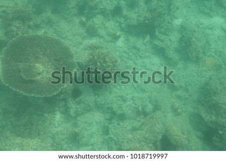 Underwater Tropical Landscape