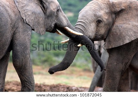 Two elephants trunk wresling and playing together in this photo from Addo National Elephant park,South Africa