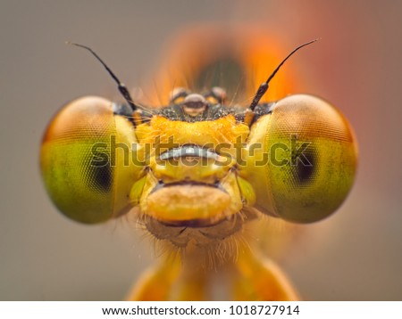 Extreme macro shot eye of Zygoptera dragonfly in wild. Close up detail of eye dragonfly is very small. Dragonfly on yellow leave. Selective focus. Royalty-Free Stock Photo #1018727914