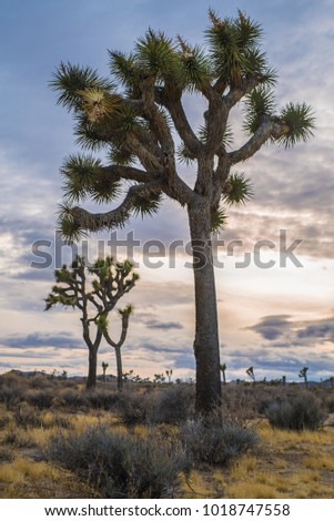 Joshua Trees, Mojave Desert, California