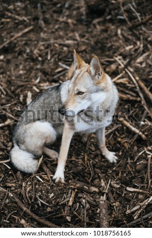 Wolf Dog WILD